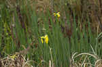 Paleyellow iris